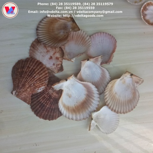 Scallop Shell