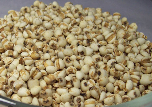 Sorghum Grain