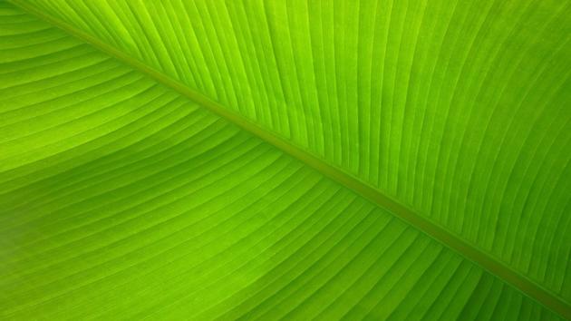 Banana Leaf