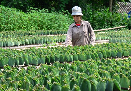 Bamboo leaf