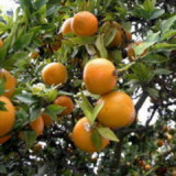 Citrus Aurantium Extract--synephrine