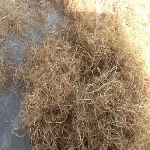 Gracilaria Seaweed