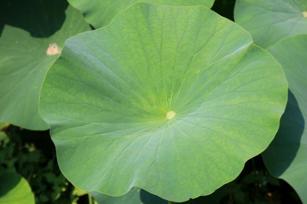 Lotus leaf