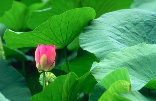 Lotus Leaf