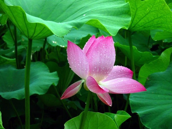 Lotus Leaf