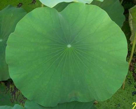 Lotus Leaf