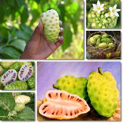 Noni powder