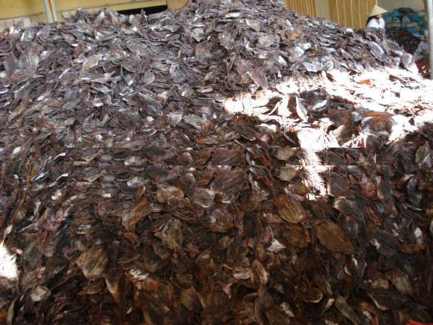 Dried Black Squids
