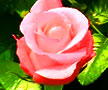 Fresh cut flowers for Weddings and Events