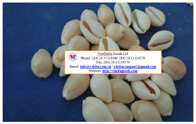 Cowrie Shell