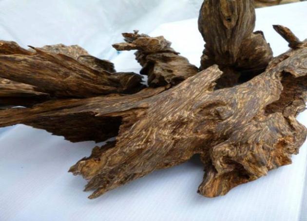 Agarwood