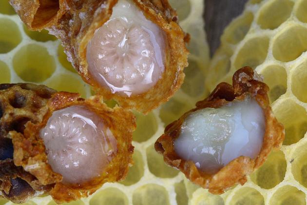 Fresh royal jelly 