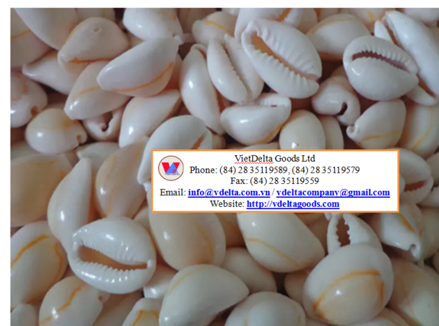 Cowrie Shell