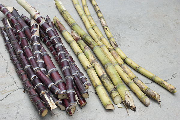 Sugarcane