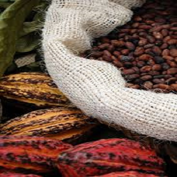 Cocoa beans