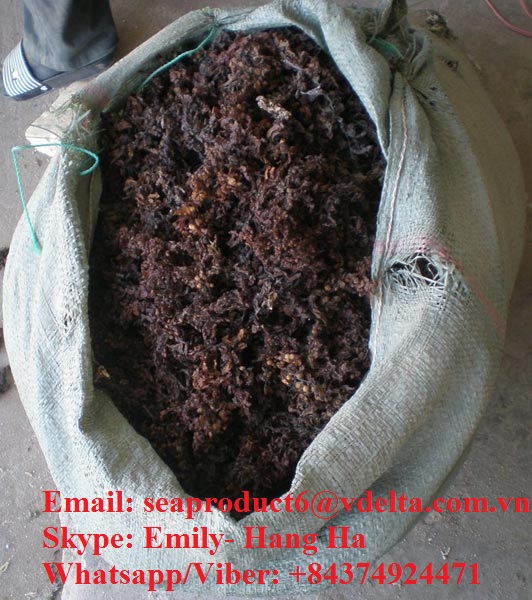 Dried Sagassum Seaweed