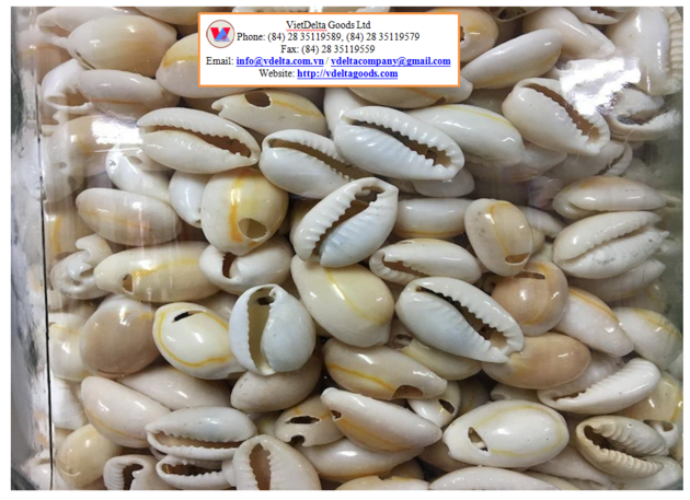 Cowrie Shell