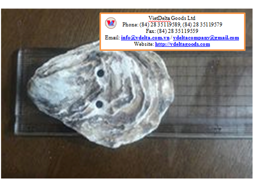 Oyster Shell