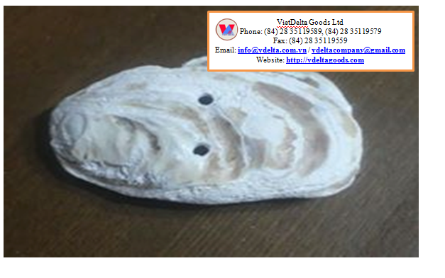 Oyster Shell