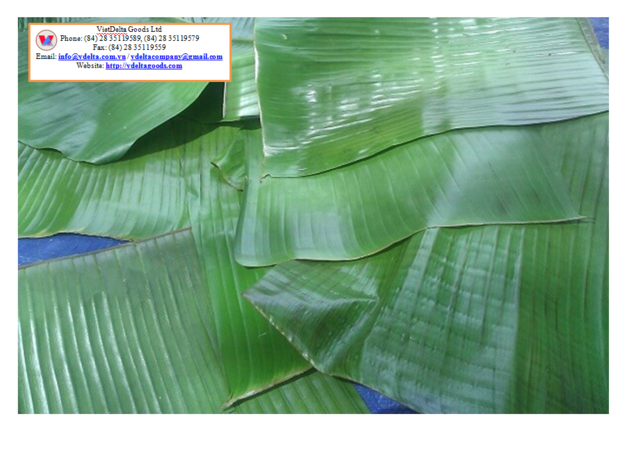 Banana Leaves