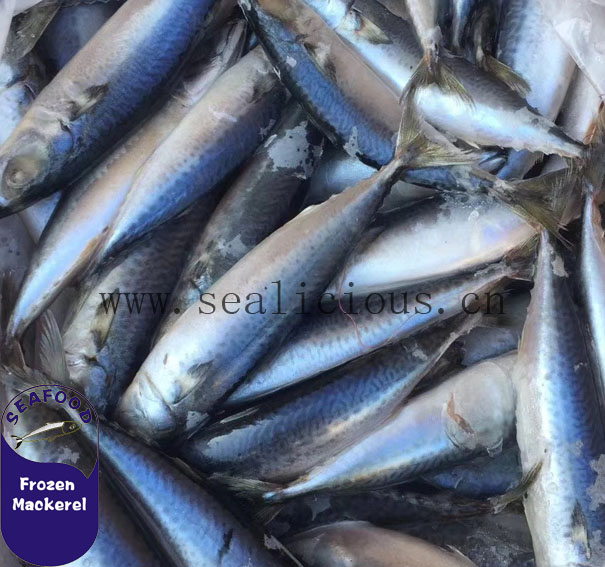 frozen pacific mackerel 400-600 10kg carton