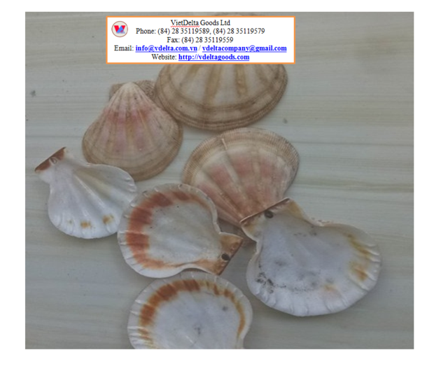 Scallop Shell