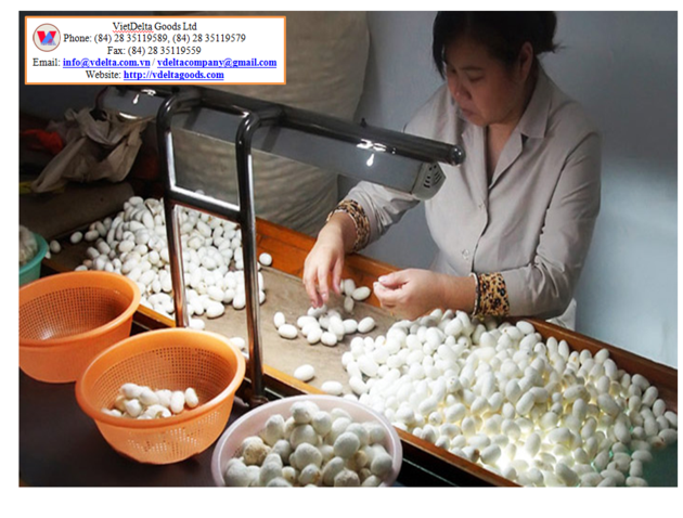 Silk Cocoon Sellers