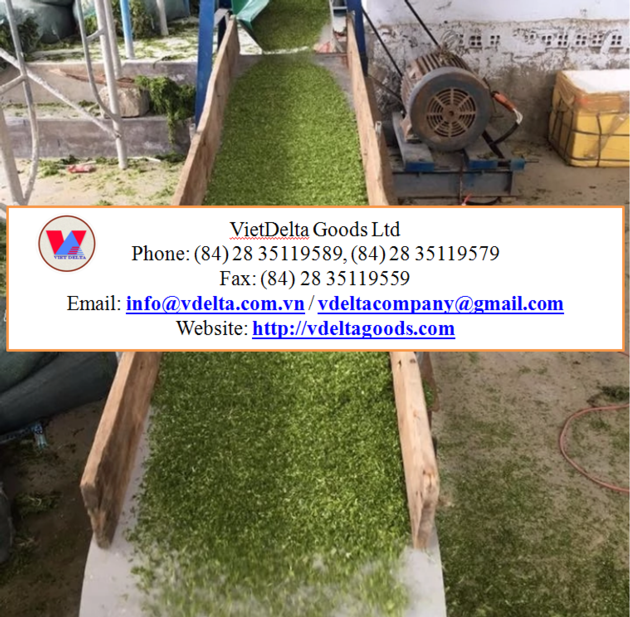 Green Seaweed Powder