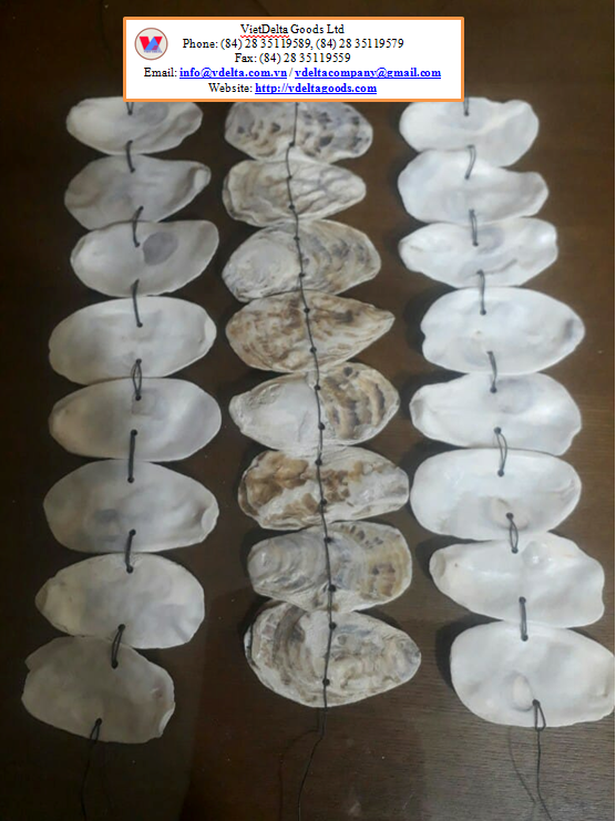 Oyster Shell