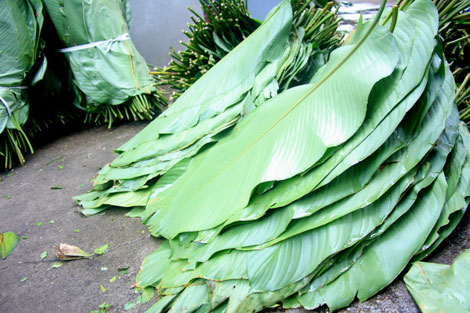 Dong leaf