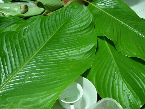 Dong Leaf