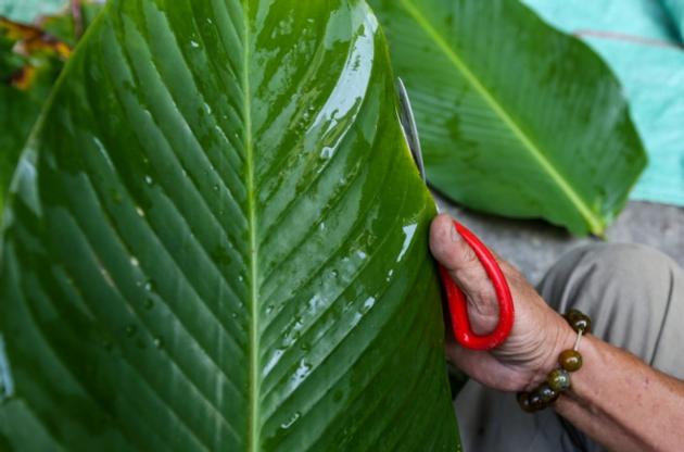 Dong Leaf