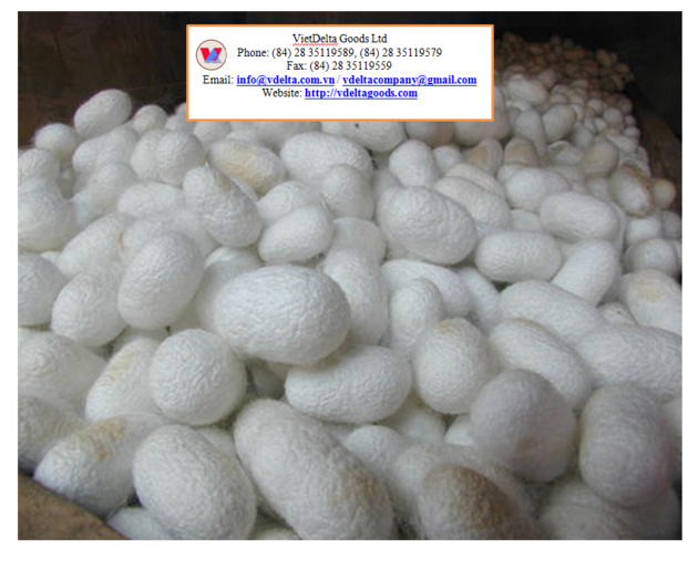 Silk Cocoon