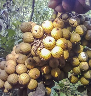 Rattan Palm Seeds