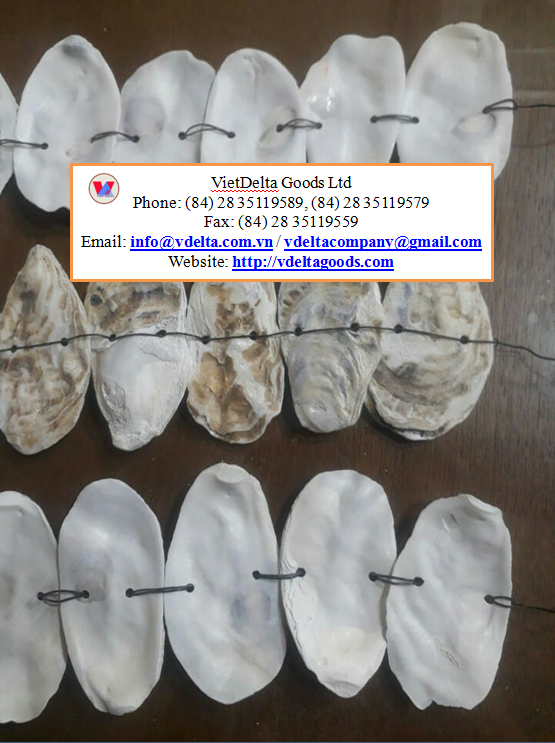 Oyster Shell