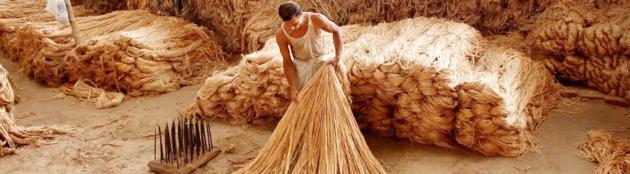 Raw Jute 