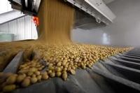 Soybeans  NON GMO