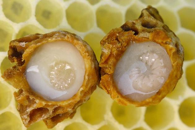 Fresh Royal Jelly