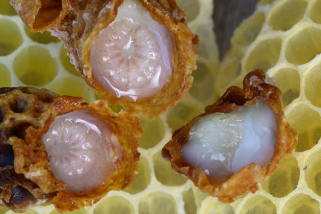 Fresh Royal Jelly