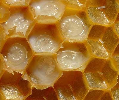 Fresh Royal Jelly