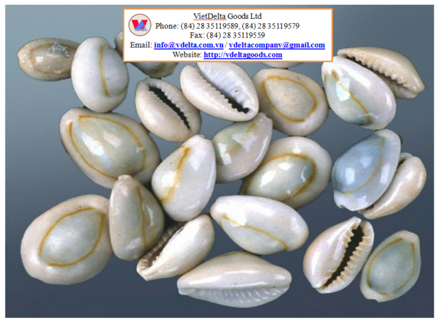 Cowrie Shell