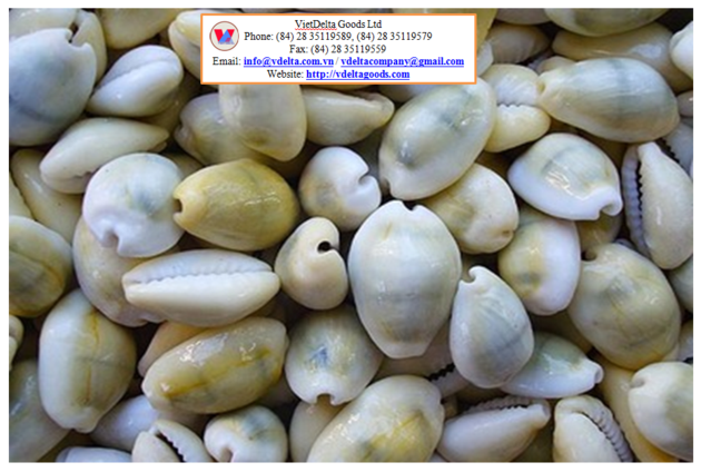 Cowrie Shell