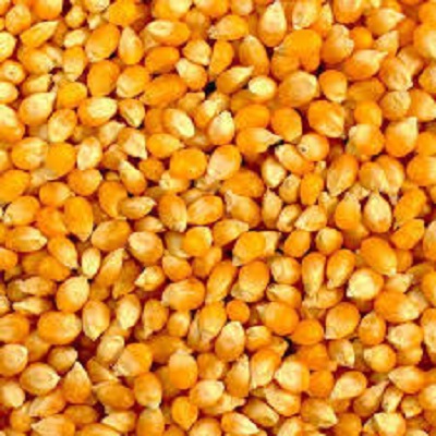Yellow maize