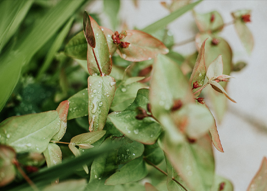 LEAF EXTRACT