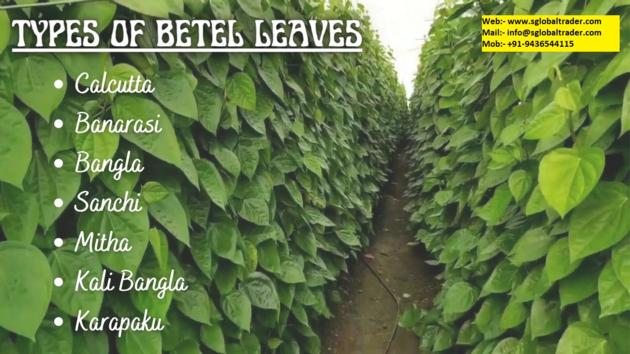 Betel Leaf