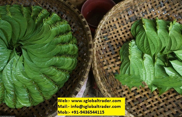 betel leaf