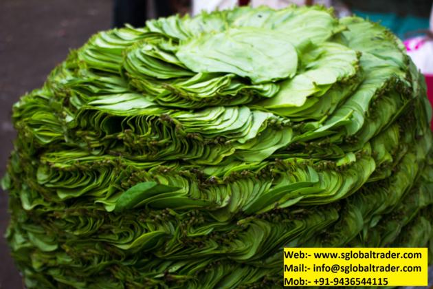 Betel Leaf