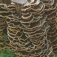  Coriolus Versicolor Polysaccharide