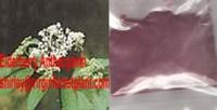 Elderberry Anthocyanin (Shirley at virginforestplant dot com) 