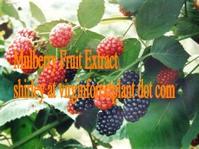 Mulberry Anthocyanin（shirley at virginforestplant dot com)